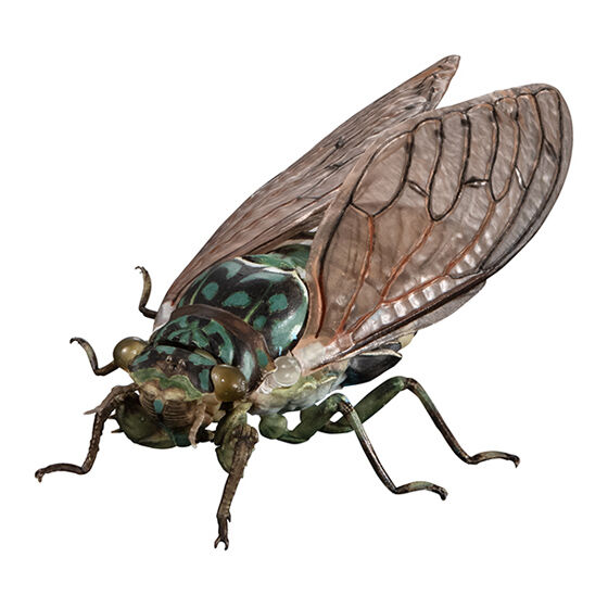 advance_cicada_01