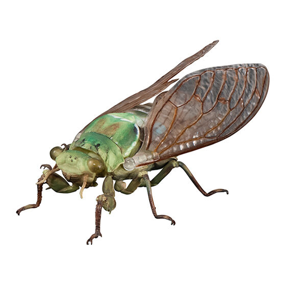 advance_cicada_01