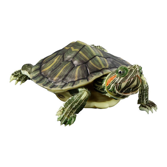 advance_turtle_01