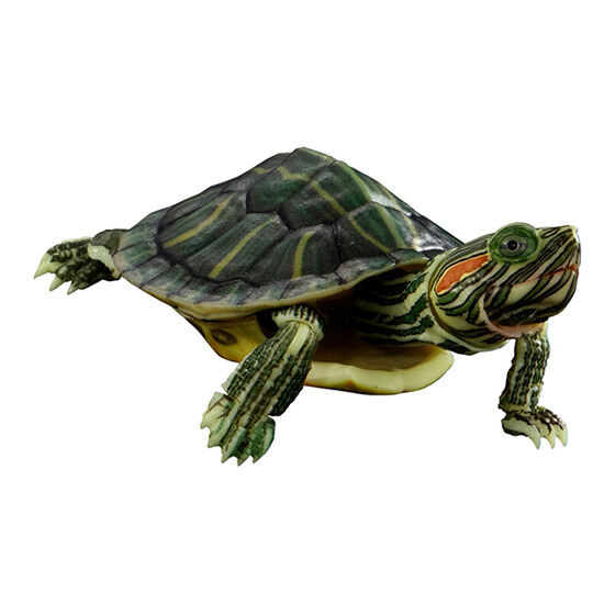 advance_turtle_01