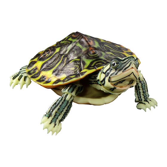 advance_turtle_01