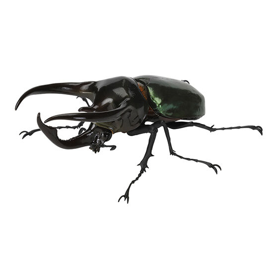 beetle_06