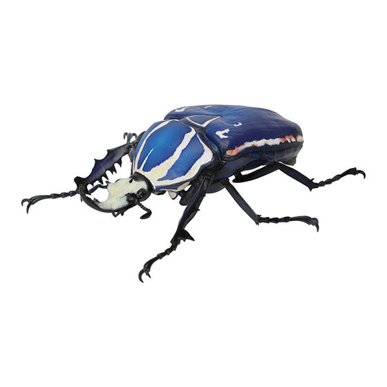 beetle_06