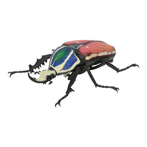 beetle_06