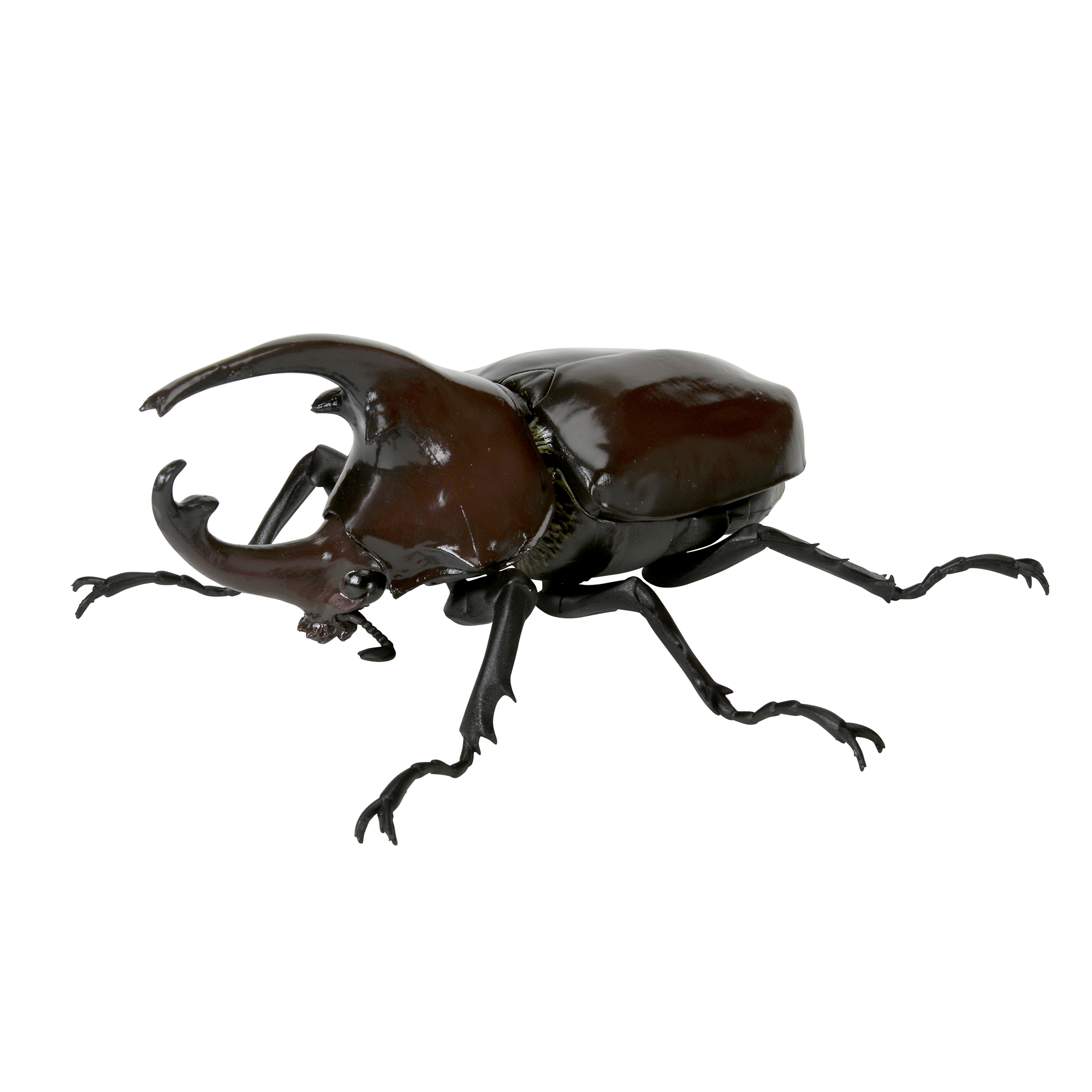 beetles05