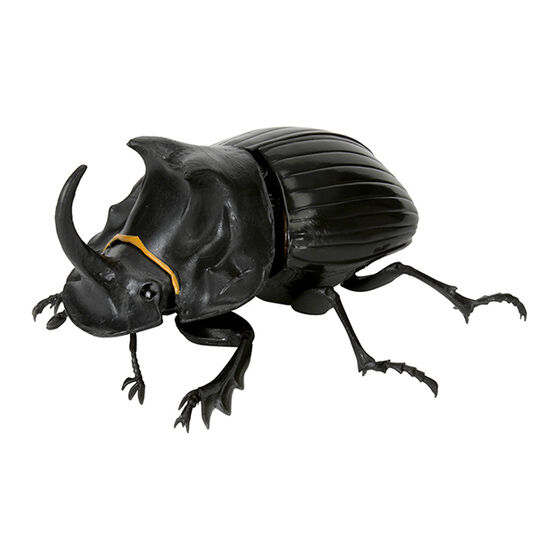 beetles05