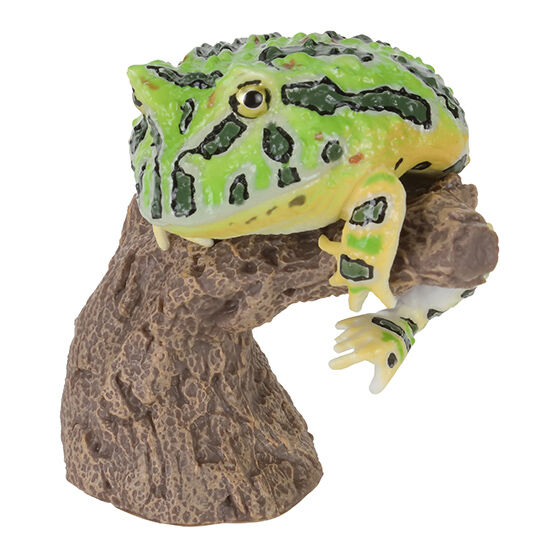 cera_tophrys_&_breviceps_adspersus_&_lepidobatrachus_laevis