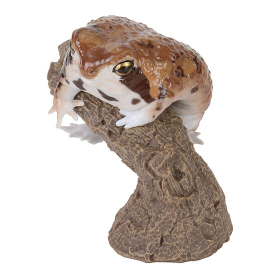 cera_tophrys_&_breviceps_adspersus_&_lepidobatrachus_laevis