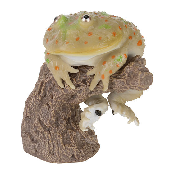 cera_tophrys_&_breviceps_adspersus_&_lepidobatrachus_laevis