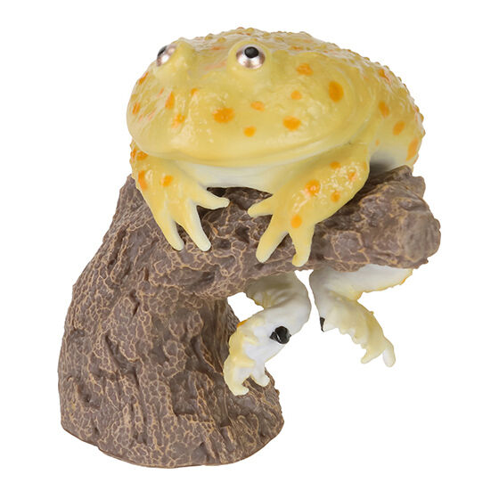 cera_tophrys_&_breviceps_adspersus_&_lepidobatrachus_laevis