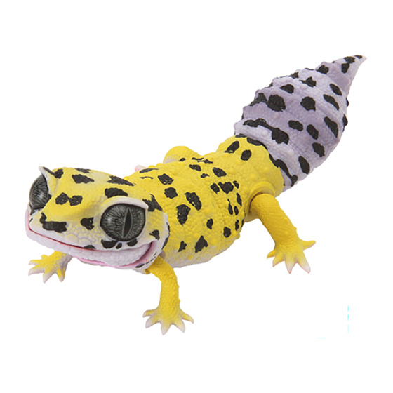 leopard_gecko