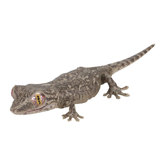 schlegels_japanese_gecko_and_bearded_dragon