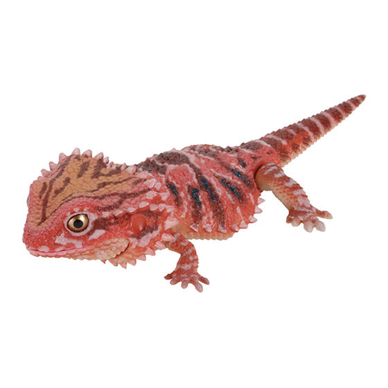 schlegels_japanese_gecko_and_bearded_dragon