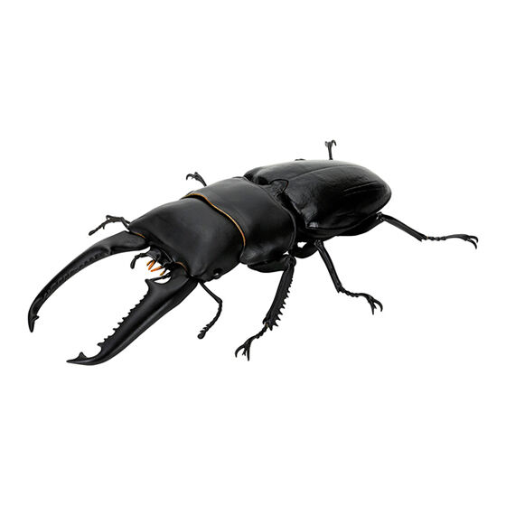 stag_beetle_8