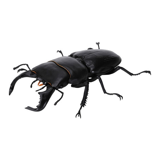stag_beetle_8
