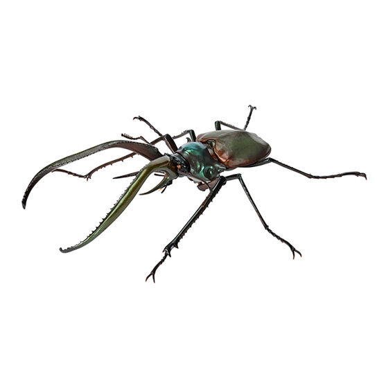 stag_beetle_8