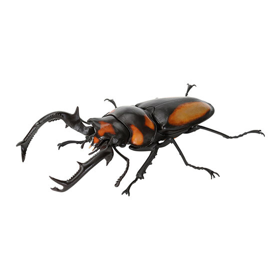 stag_beetle_8