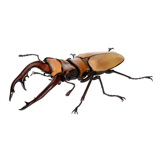 stag_beetle_8