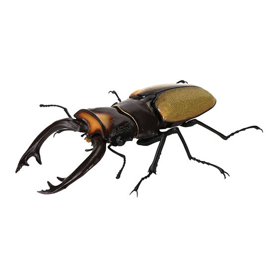 stag_beetle_9