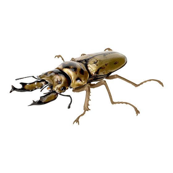 stag_beetle_9