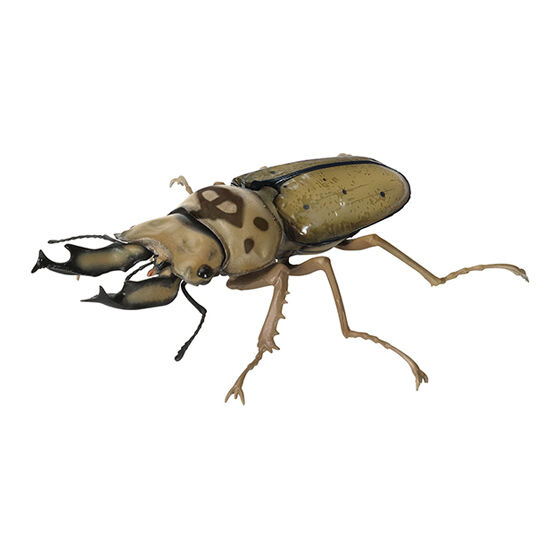 stag_beetle_9