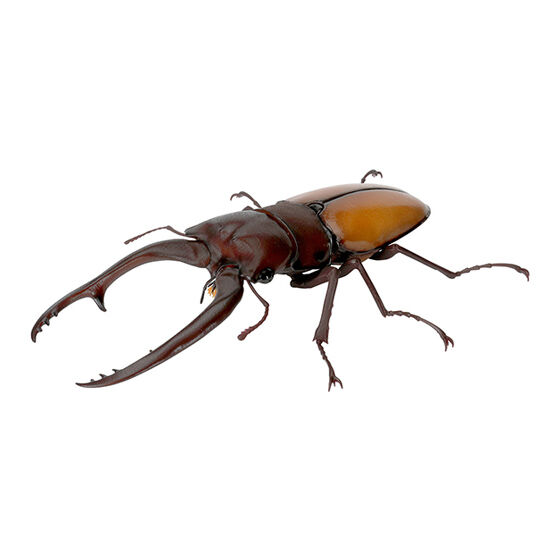 stag_beetle_9