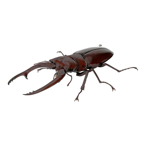 stag_beetle_9