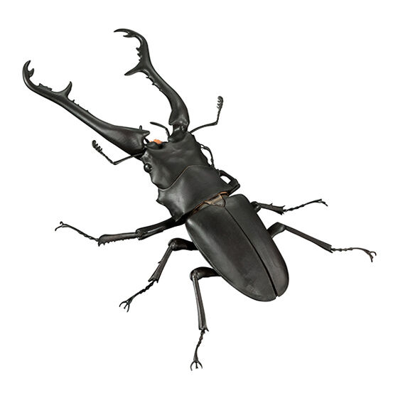 the_diversity_of_life_on_earth_advance_prosopocoilus_giraffa_and_hexarthrius_mandibularis