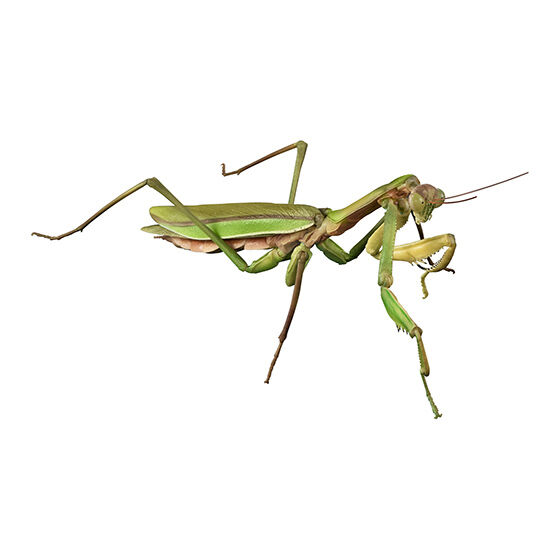 the_diversity_of_life_on_earth_advance_tenodera_and_acrida_cinerea