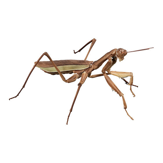 the_diversity_of_life_on_earth_advance_tenodera_and_acrida_cinerea