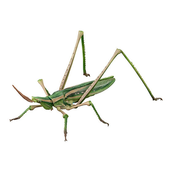 the_diversity_of_life_on_earth_advance_tenodera_and_acrida_cinerea