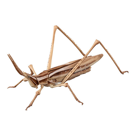 the_diversity_of_life_on_earth_advance_tenodera_and_acrida_cinerea