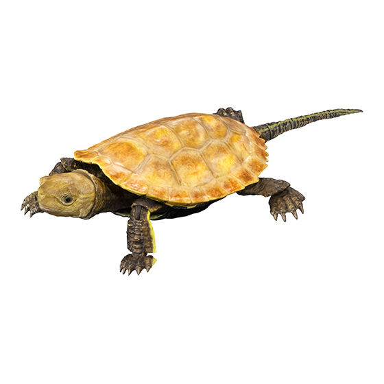 the_diversity_of_life_on_earth_advance_turtle_02
