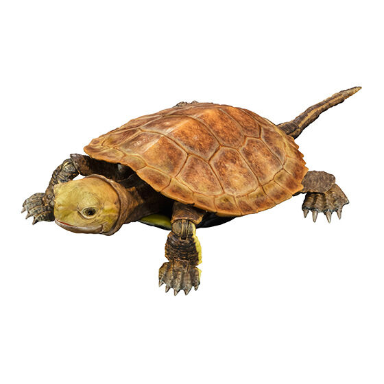 the_diversity_of_life_on_earth_advance_turtle_02