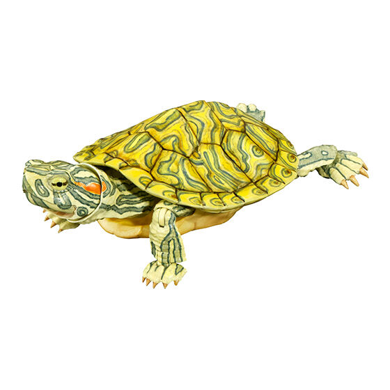 the_diversity_of_life_on_earth_advance_turtle_02