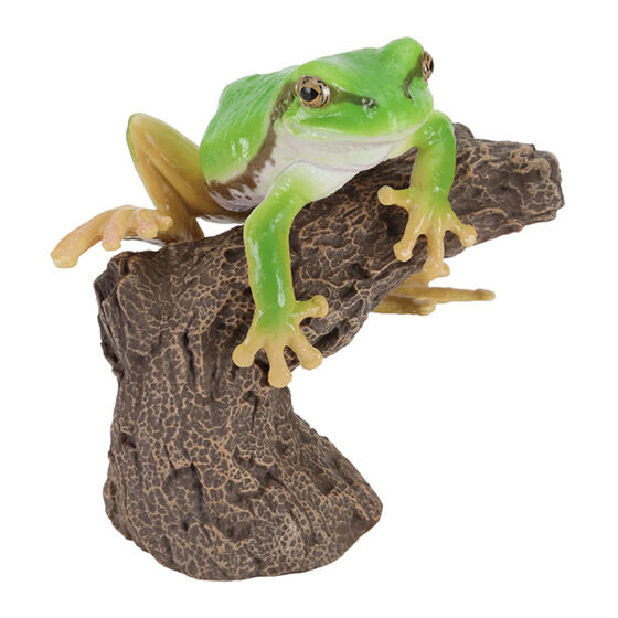 tree_frog_and_milky_tree_frog