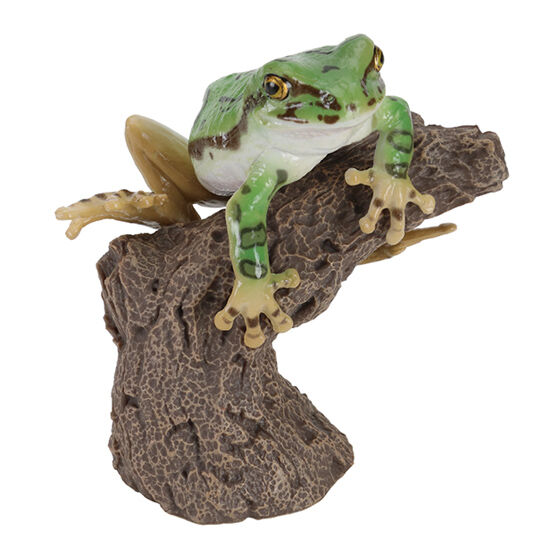 tree_frog_and_milky_tree_frog